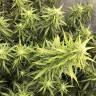 Auto Big Bud XXL feminised Ganja Seeds заказать онлайн