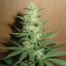 семена конопли дешево Auto Big Bud feminised Ganja Live Seeds