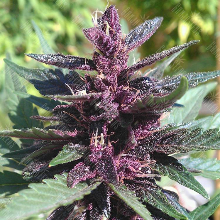 семена конопли Auto Purple Kush feminised