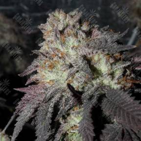 Bubba Kush feminised Ganja Seeds