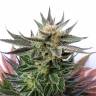 заказ семян конопли Москва GH Cheese feminised Green House Seeds заказ семян конопли Москва GH Cheese feminised Green House Seeds