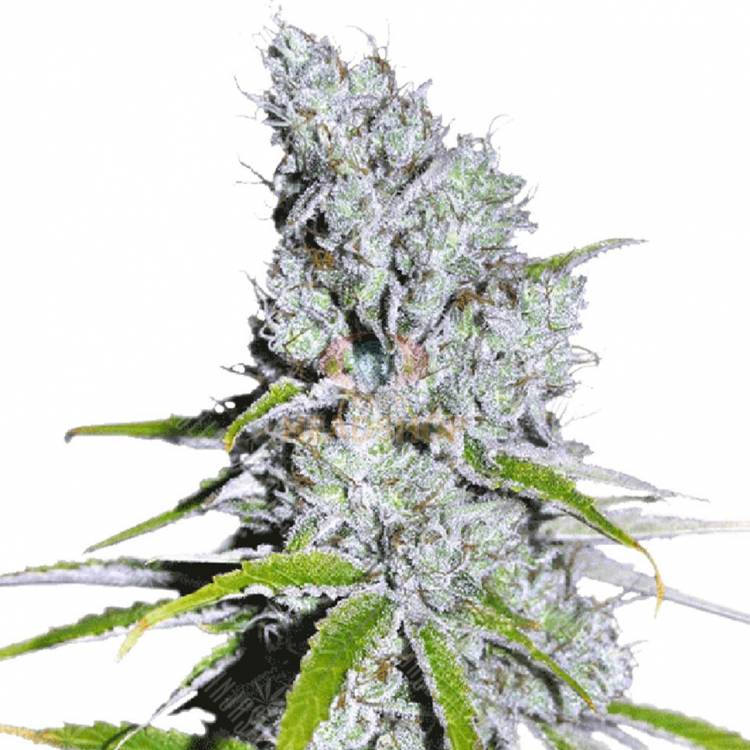 CBD Skunk Haze feminised Dutch Passion Seeds