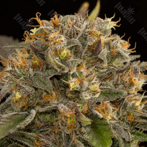 Auto Blue Kush feminised Dinafem Seeds