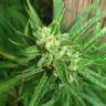 Early Skunk feminised Breeders Community Seeds