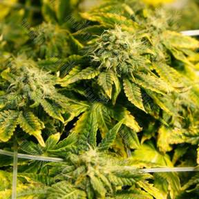 Era regular Ganja Seeds