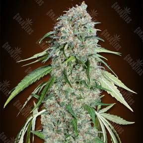 Chocolate Skunk CBD feminised 00 Seeds