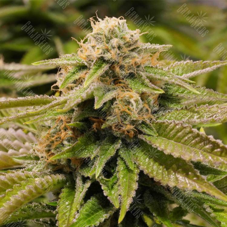 семена конопли для посадки купить Gorilla Breath feminised Humboldt Seeds