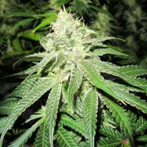 Deep Neville regular Medical Seeds