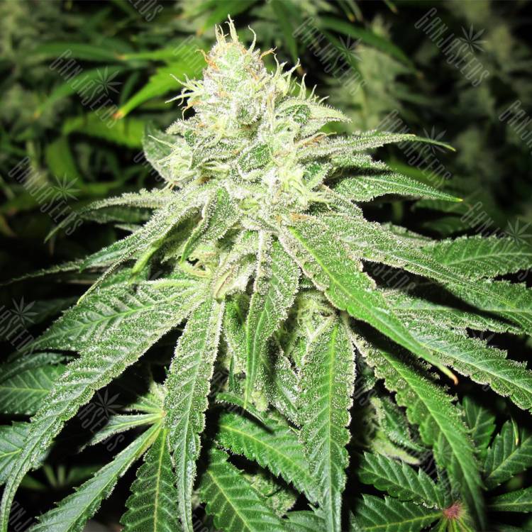 семена конопли для курения Deep Neville regular Medical Seeds