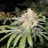 семена конопли марихуаны Deep Neville regular Medical Seeds