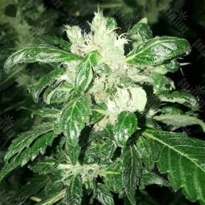 Ice Cream feminised Paradise Seeds