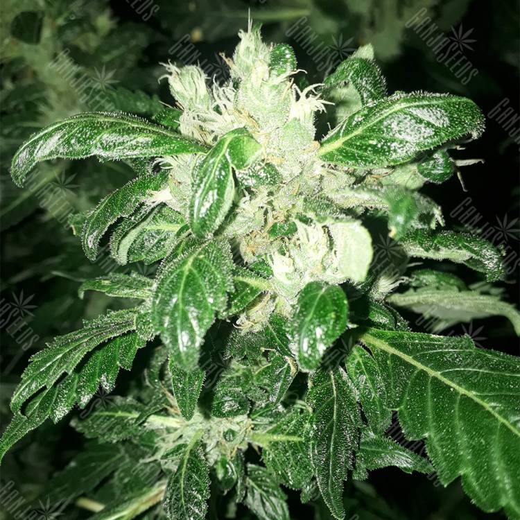 семена конопли марихуаны Ice Cream feminised Paradise Seeds