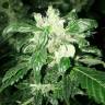 семена конопли марихуаны Ice Cream feminised Paradise Seeds