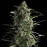 семена конопли Россия Galaxy feminised Pyramid Seeds