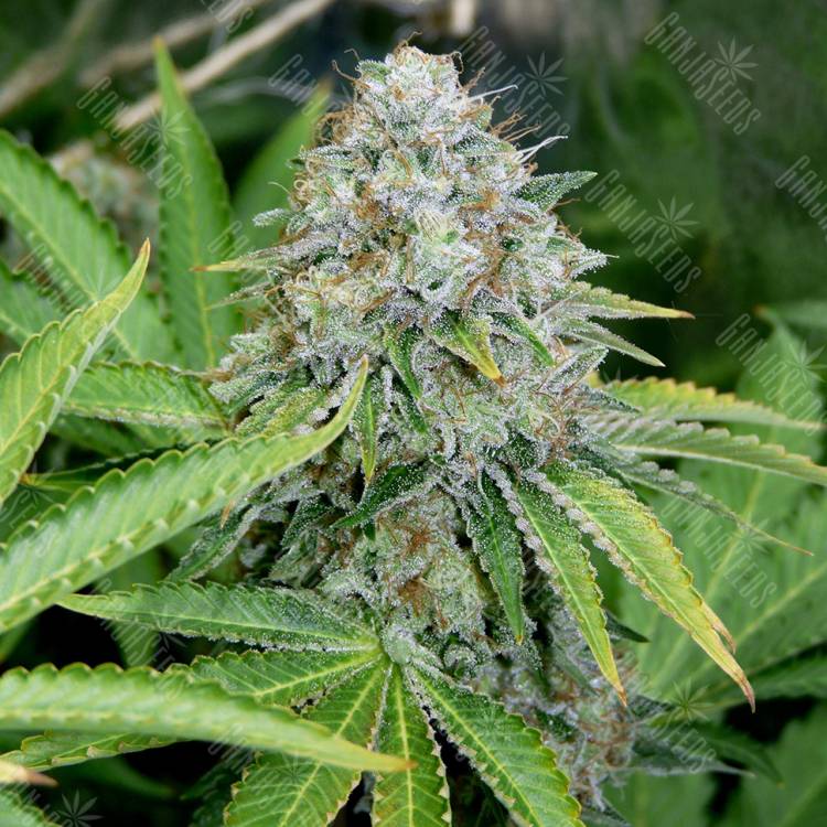 семена конопли O.G. Kush feminised Royal Queen