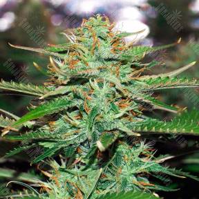 Auto Jack 47 feminised Ganja Seeds