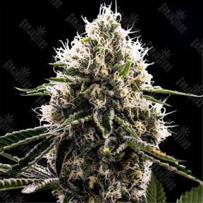 Do-Si-Dos feminised Ganja Seeds