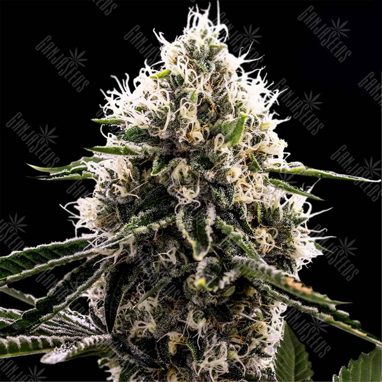 Семена конопли Do-Si-Dos feminised Ganja Seeds