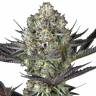Заказать семена конопли Do-Si-Dos feminised Ganja Seeds