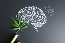 Как каннабис может замедлить старение мозга