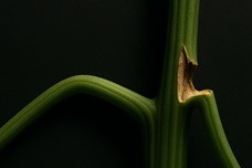 Что делать со сломанной веткой каннабиса?