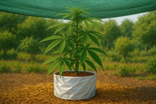 Корни на жаре: как защитить горшки от перегрева