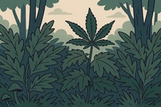 Frisian Duck: маскировка, выносливость и скрытая мощь