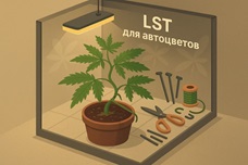 LST для автоцветов: раскрываем потенциал без стресса