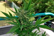 Auto Lowryder2 feminised