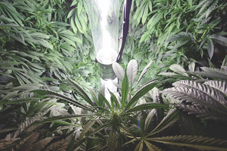 Инновации гровинга: вертикальное выращивание конопли